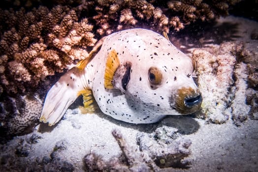 Close up view of Arothron Dogface Puffer Fish. Diving tour at Maldives