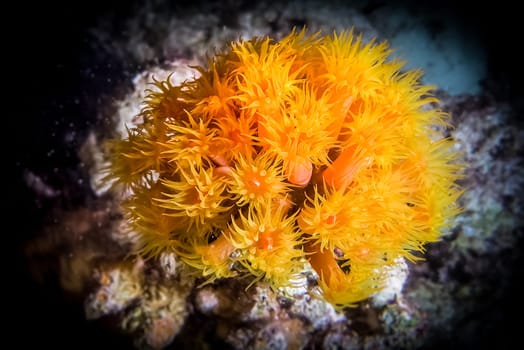Sunflower coral. Macro photography of yellow coral polyp. Actinia Tubastraea. Sea anemone.