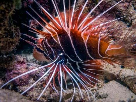 A close-up view of venomous Clearfin lionfish (Pterois radiata) during muck diving.