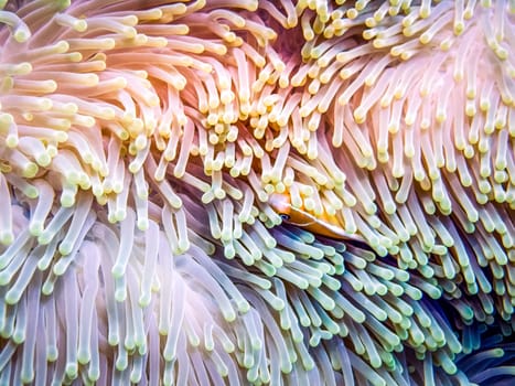 A little clownfish hiding in sea anemone tentacles. Close-up view.