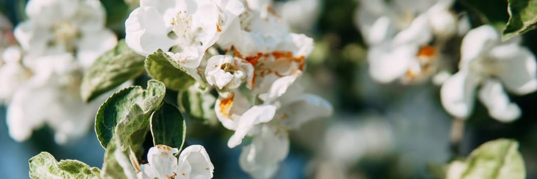 Blooming Apple tree branches with white flowers close-up, spring nature background