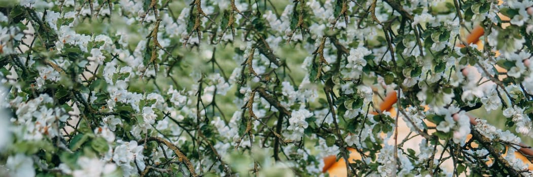 Blooming Apple tree branches with white flowers close-up, spring nature background