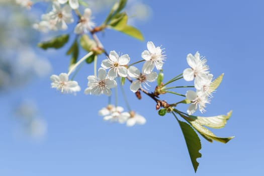 Blooming cherry branches with white flowers close-up, background of spring nature. Macro image of vegetation, close-up with depth of field.