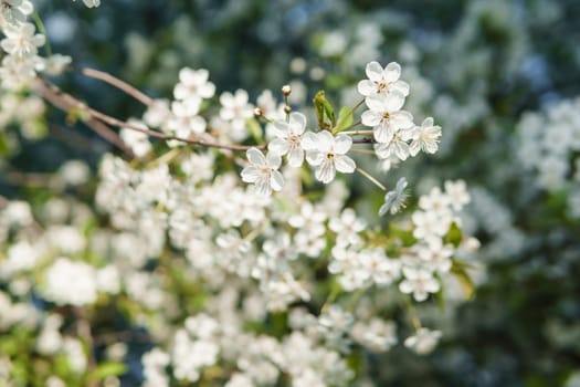 Blooming cherry branches with white flowers close-up, background of spring nature. Macro image of vegetation, close-up with depth of field.