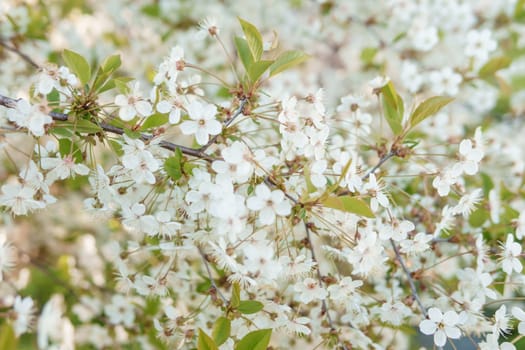 Blooming cherry branches with white flowers close-up, background of spring nature. Macro image of vegetation, close-up with depth of field.