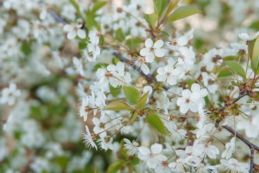 Blooming cherry branches with white flowers close-up, background of spring nature. Macro image of vegetation, close-up with depth of field.