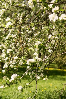 Blooming Apple tree branches with white flowers close-up, spring nature background
