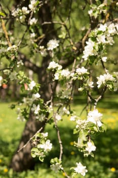 Blooming Apple tree branches with white flowers close-up, spring nature background