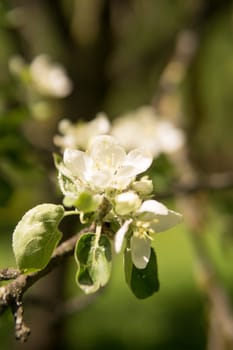 Blooming Apple tree branches with white flowers close-up, spring nature background
