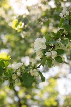 Blooming Apple tree branches with white flowers close-up, spring nature background