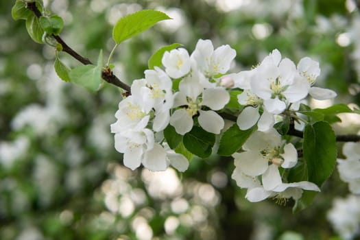 Blooming Apple tree branches with white flowers close-up, spring nature background