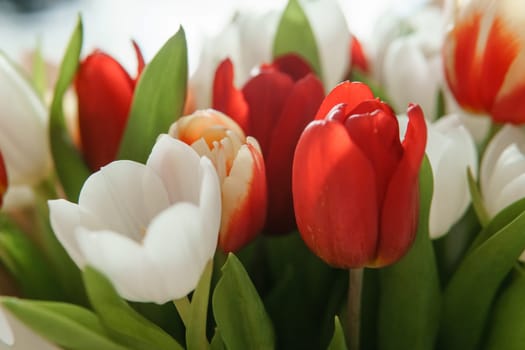 Tender Petals: Tulips Captured in Camera Lens for International Women's Day