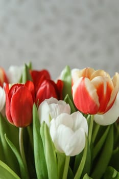 Celebration of Beauty: Tulips in Close-up as a Gift for March 8th