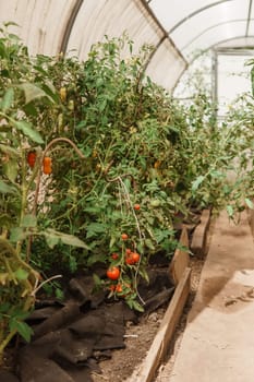 Tomatoes are hanging on a branch in the greenhouse. The concept of gardening and life in the country. A large greenhouse for growing homemade tomatoes