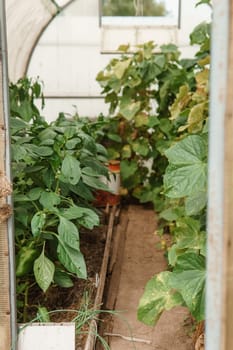 Cucumbers hang on a branch in the greenhouse. The concept of gardening and life in the country