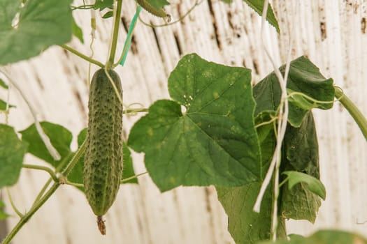 Cucumbers hang on a branch in the greenhouse. The concept of gardening and life in the country