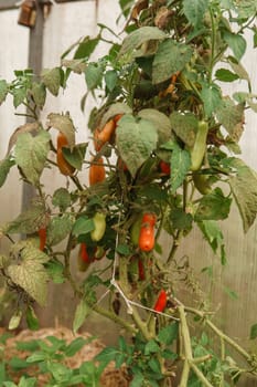 Tomatoes are hanging on a branch in the greenhouse. The concept of gardening and life in the country.