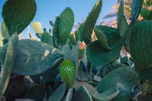 Big cactus bush on a sunny summer day