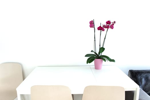 There is a vase of an orchid with burgundy flowers on a white table. High quality photo