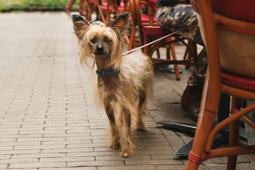 Chinese crested dog tied to a chair on a leash in Paris France