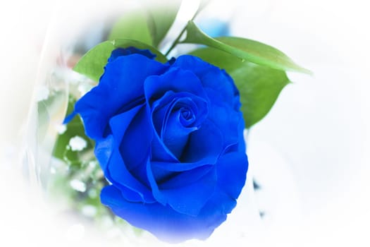 Natural blue rose on grayish background. No people