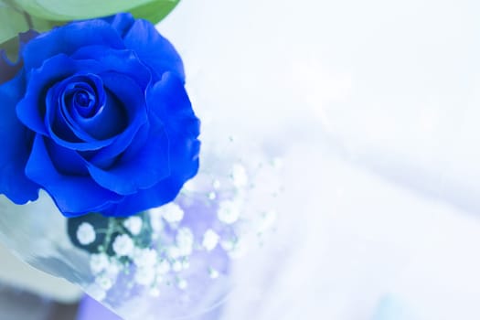 Natural blue rose on grayish background. No people