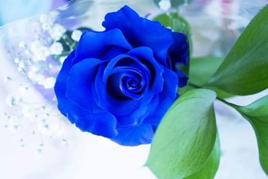 Natural blue rose on grayish background. No people