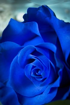 Natural blue rose on grayish background. No people