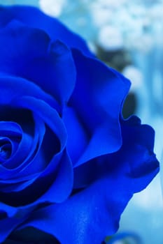 Natural blue rose on grayish background. No people