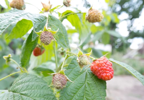 Red and green raspberries and green leaves in the garden, close-up. branch of ripe raspberries in the garden. Red sweet berries grow on a raspberry bush in an orchard