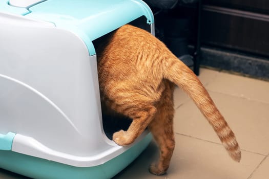 Ginger cat enters a closed litter box close up