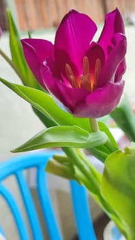 purple violet tulip flower, green plant leaf, flora. High quality photo