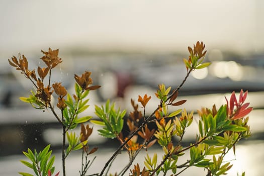 Spider web on branches of shrub with green and brown dry leaves, garden plant pests