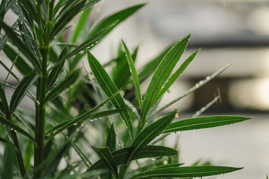 Water drops of clean morning dew or summer rain on green natural leaves of plant