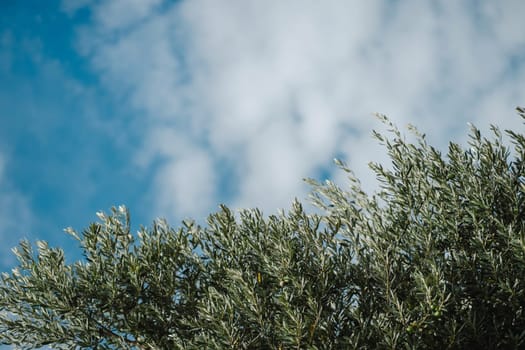 Olive tree branches with beautiful natural light and blue cloudy sky of Mediterranean coast