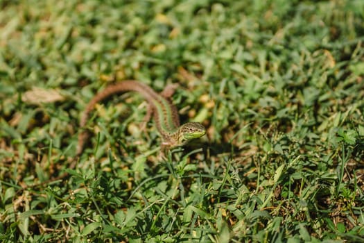 Green and brown lizard, small reptile in grass of tropical summer garden