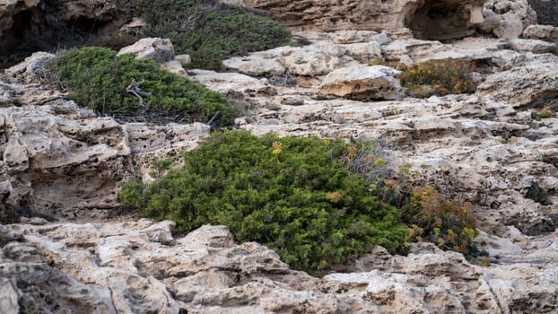 Green plants and grass on rocks of Cape Greco southeastern part of Cyprus island