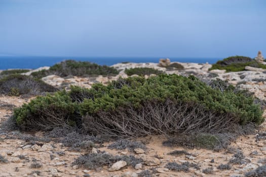 Rocky seashore with green plants, blue sea on horizon, nature of Cape Greco National Park, Cyprus