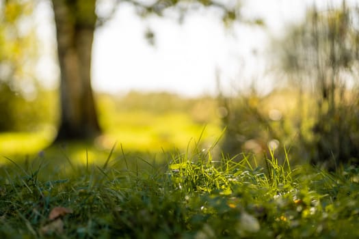 Green park, sunlight in blades of grass under tree, nature background with selective focus and bokeh