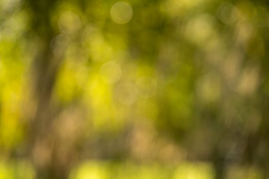 Green garden or park background with blur and bokeh, greenery in sunlight in summer day