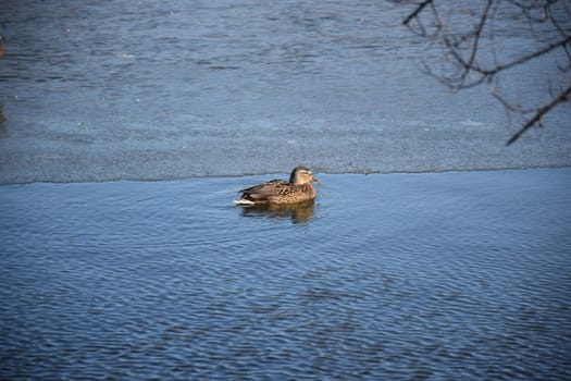 Mallard female with little ducklings in a living nature on the river on a sunny day. Breeding season in wild ducks. Mallard duck with a brood in a colorful spring place. Little ducklings with mom duck