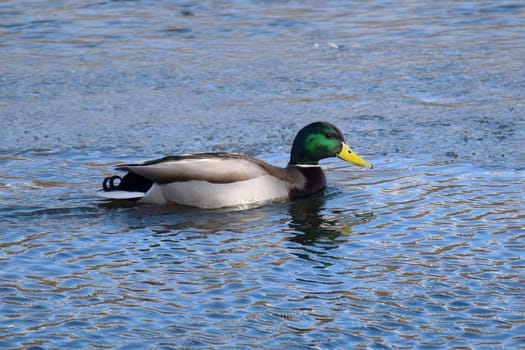 Duck with open wings on a pond. Duck flying over a pond. Duck with open wings. Wild duck. Wild Fauna