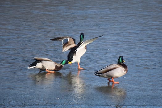 Duck with open wings on a pond. Duck flying over a pond. Duck with open wings. Wild duck. Wild Fauna