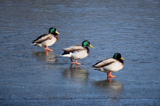 Duck with open wings on a pond. Duck flying over a pond. Duck with open wings. Wild duck. Wild Fauna