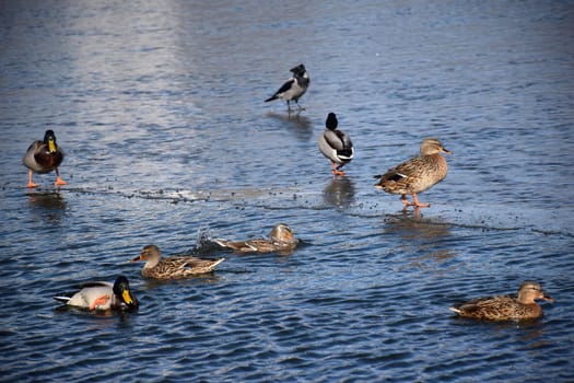 Duck with open wings on a pond. Duck flying over a pond. Duck with open wings. Wild duck. Wild Fauna