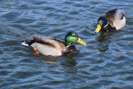 Duck with open wings on a pond. Duck flying over a pond. Duck with open wings. Wild duck. Wild Fauna