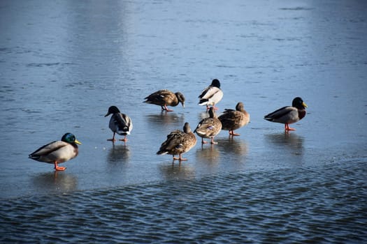 Duck with open wings on a pond. Duck flying over a pond. Duck with open wings. Wild duck. Wild Fauna