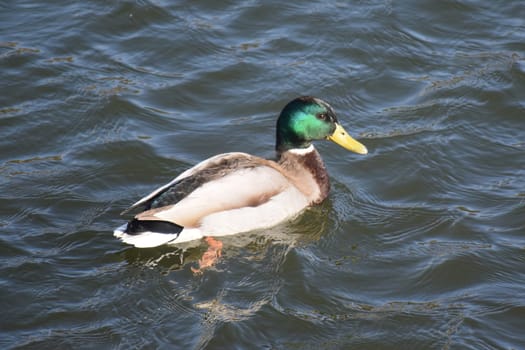 Duck with open wings on a pond. Duck flying over a pond. Duck with open wings. Wild duck. Wild Fauna