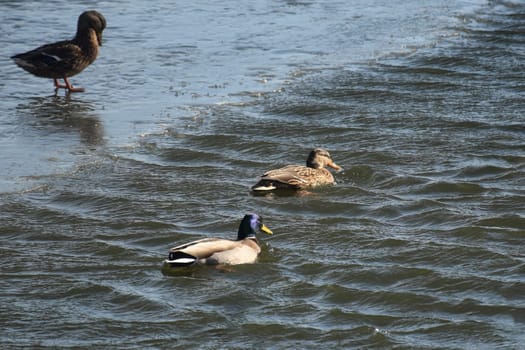 Duck with open wings on a pond. Duck flying over a pond. Duck with open wings. Wild duck. Wild Fauna