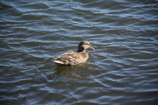 Duck with open wings on a pond. Duck flying over a pond. Duck with open wings. Wild duck. Wild Fauna